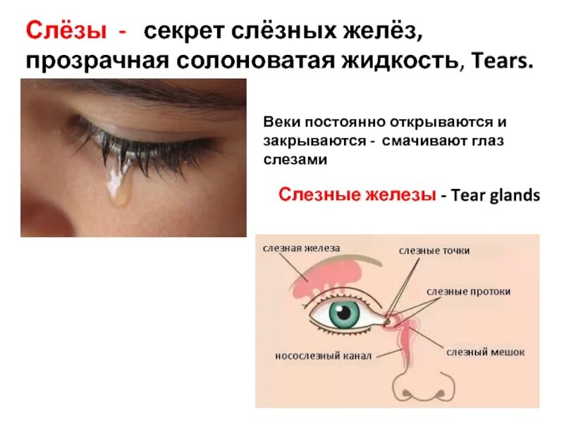 Слезная железа и слезный мешок. Слезный канал и слезная железа. Воспаление слезной точки. Воспалился слезный проток. Слезная железа находится