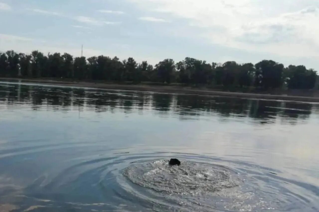 Ребенок утонул в воде