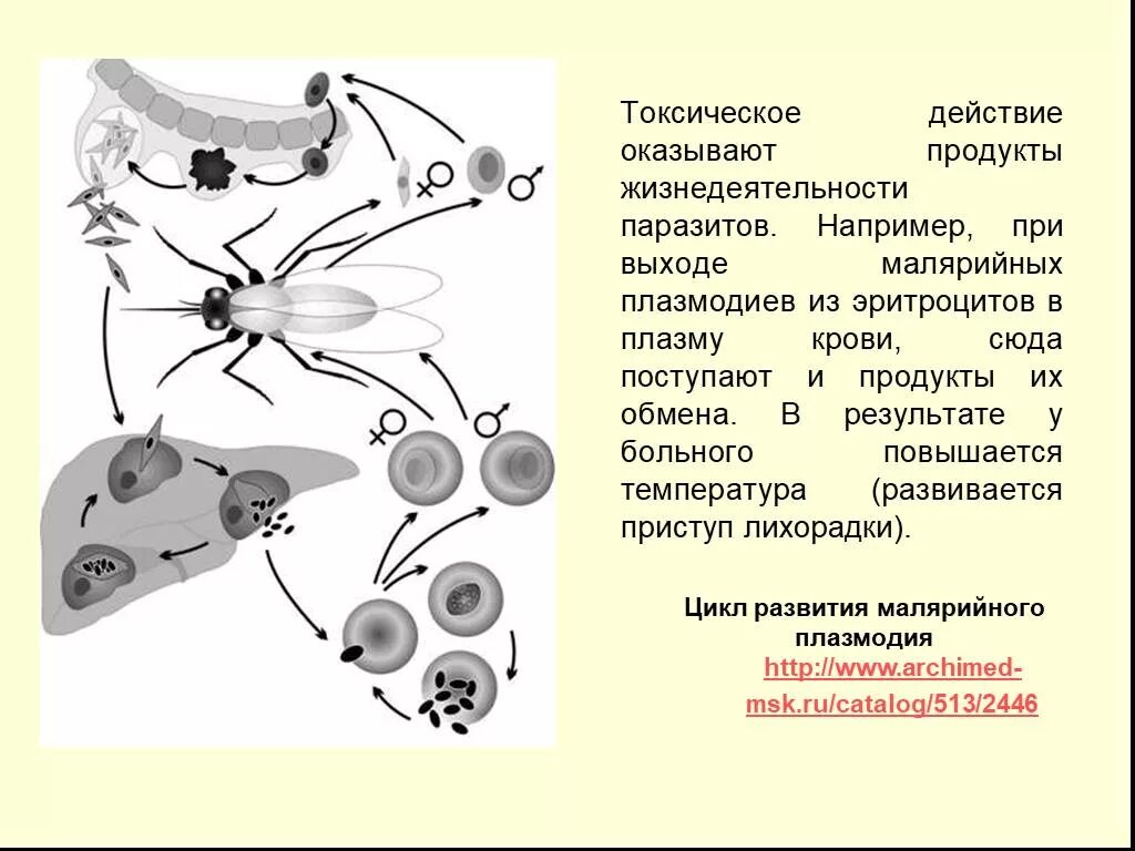 Микрогаметоцит это. Эритроцитарный цикл малярийного плазмодия. Трофозоит малярийного плазмодия. Трофозоит плазмодия. Стадии малярийного плазмодия в эритроцитах.