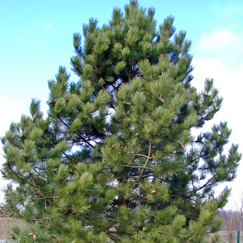 Сосна нигра описание. Сосна Pinus nigra. Сосна черная / Pinus nigra nigra. Сосна черная Австрийская Пинус Нигра. Pinus nigra Крымская сосна.