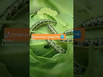 Средство от гусениц на капусте