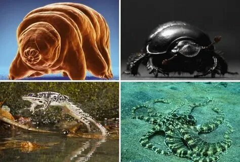 Доисторические микроорганизмы. Эволюция живых организмов. Живые существа. Живые существа на других планетах. Обитатели других планет.