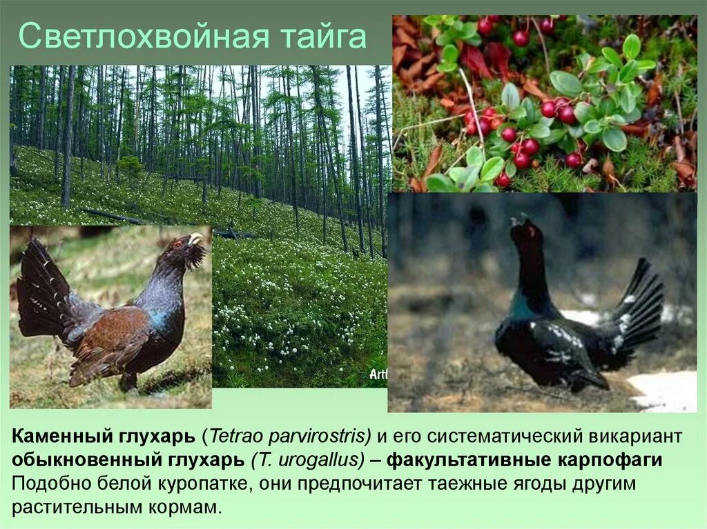 Животные светлохвойного леса. Сосняк осоково-сфагновый. Животные светлохвойного леса. Светлохвойная тайга северная америка. Светлохвойная зона.