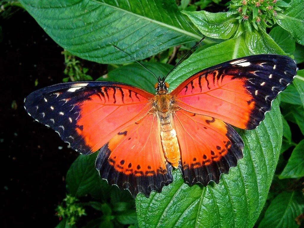 Название самых красивых бабочек. Cethosia Biblis. Размах крыльев бабочки библис. Экзотические бабочки с названиями. Самые красивые бабочки с названиями.