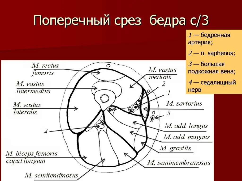 Топографические срезы. Поперечный распил бедра в средней трети. Поперечный разрез бедра топографическая анатомия. Поперечный срез бедра на уровне средней трети. Фасциальное ложе плеча топографическая анатомия.