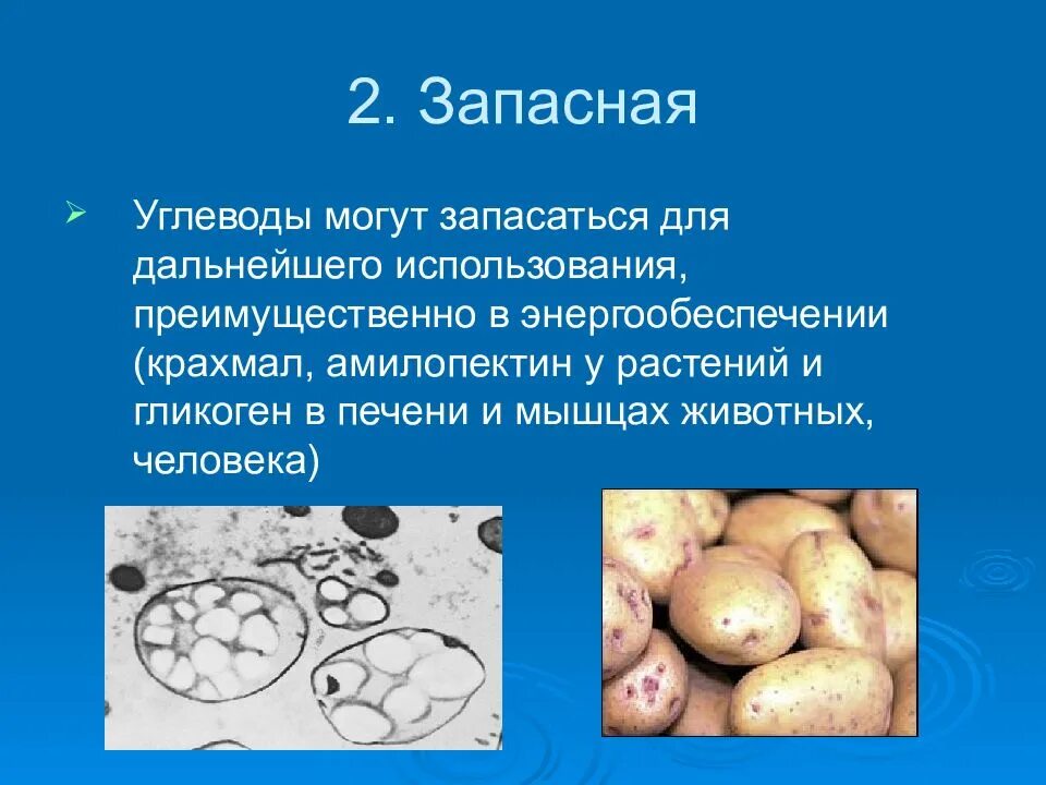 Запасающие углеводы. Запасные углеводы. углеводы в клетках животных. углеводы могут запасаться. запасные углеводы растительной клетки.