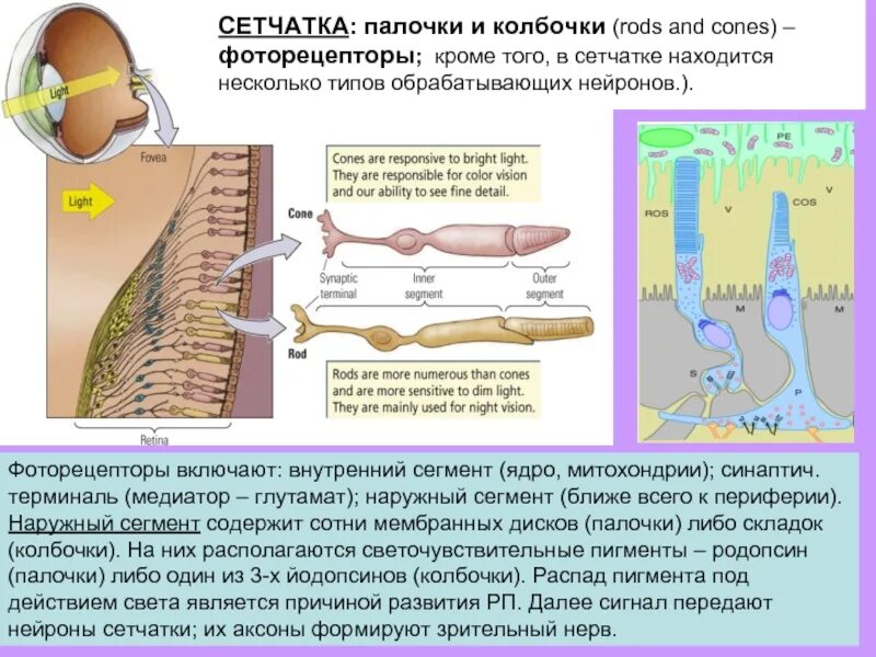 Находятся несколько или находится несколько
