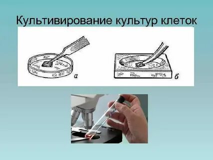 Культивирование клеток