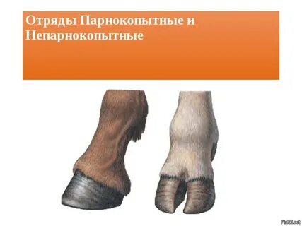 Лошадь это парнокопытное или нет