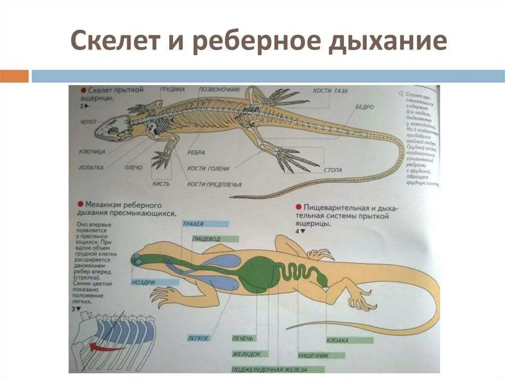 Чем различается строение скелета земноводных и пресмыкающихся. Характеристика пресмыкающиеся биология 7 класс. класс пресмыкающиеся общая характеристика. общая характеристика пресмыкающихся и рептилий. характеристика класса пресмыкающиеся.