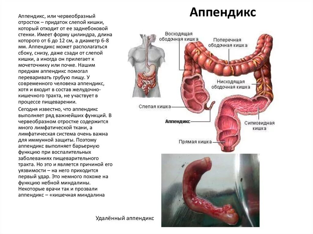 Функция аппендицита. Функции аппендикса в иммунной системе. Функции аппендикса кратко. Червеобразный отросток функции в организме человека. Пищеварительная система аппендикс.