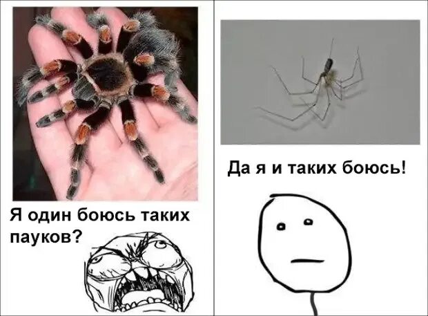 Включи там паука. Смешной паук. мемы с пауками. прикол «паук». паук мем.