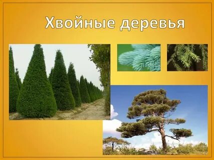 Хвойные материал лиственные