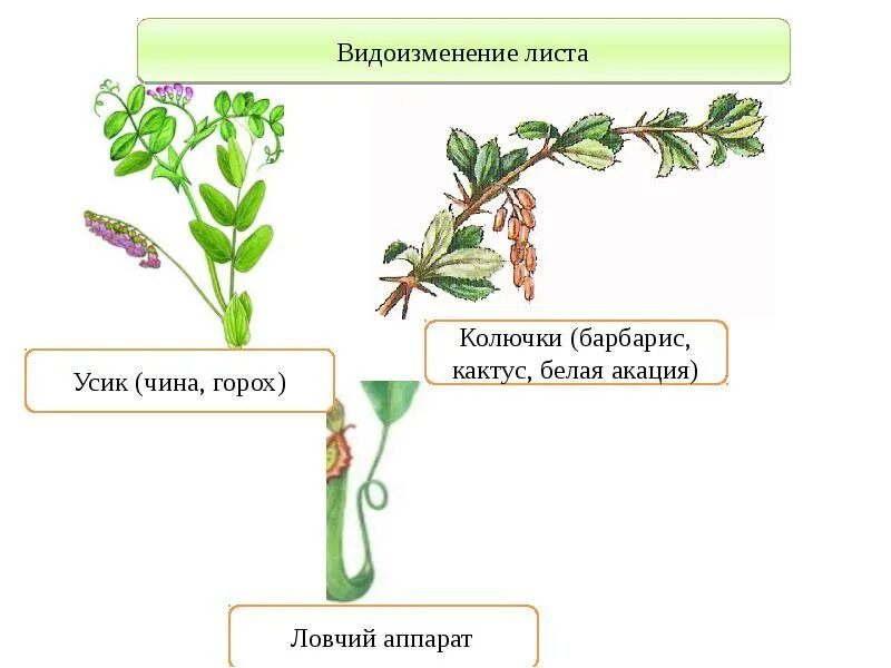Видоизменение листьев гороха. Видоизменения листьев колючки усики. видоизменения листьев строение. видоизменение листа колючки. видоизменения листьев листовые усики.