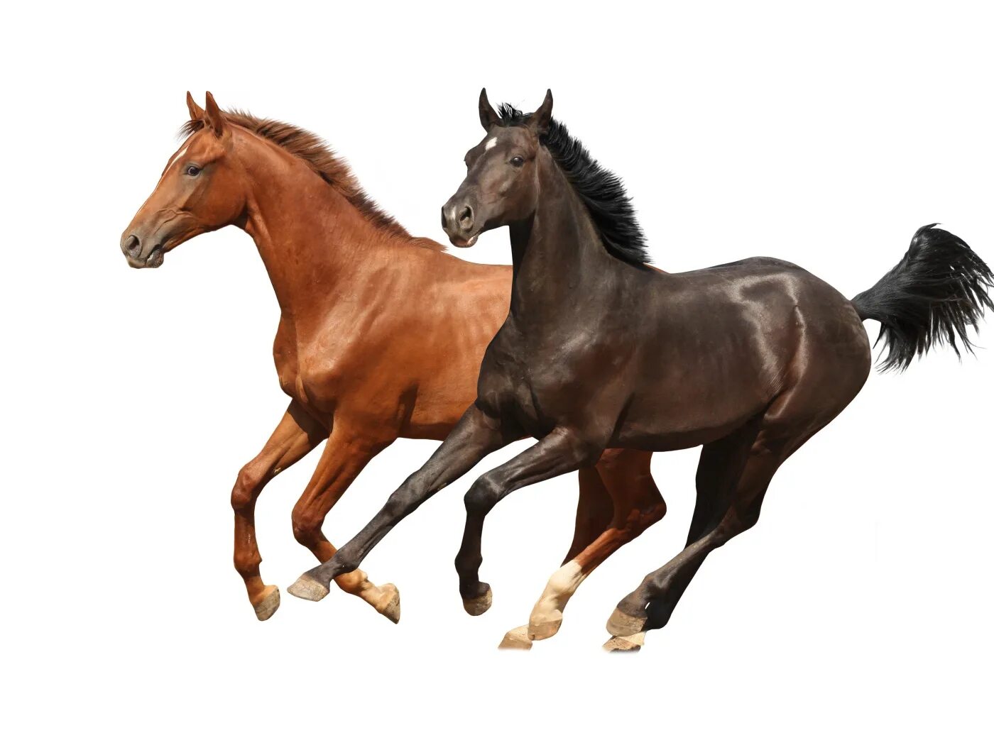 Take my horse to the old town road текст. Лошадь бежит на двух ногах. Old town horse. I gonna take my horse. Лошади фон.