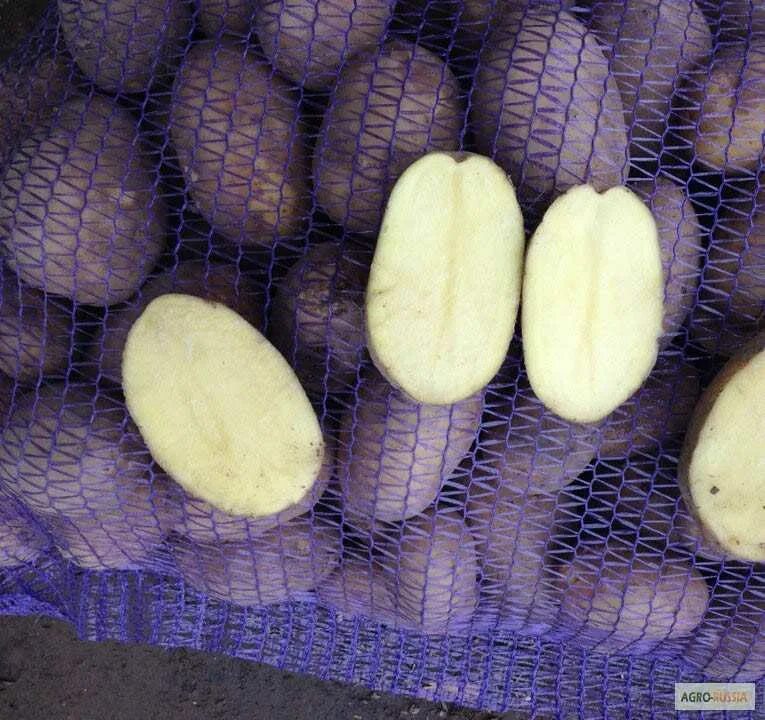 Картофель сорт журавинка отзывы. Сорт картофеля журавинка. сорт картошки журавинка. сорта картофеля зорачка. сорт картофеля коломбо.