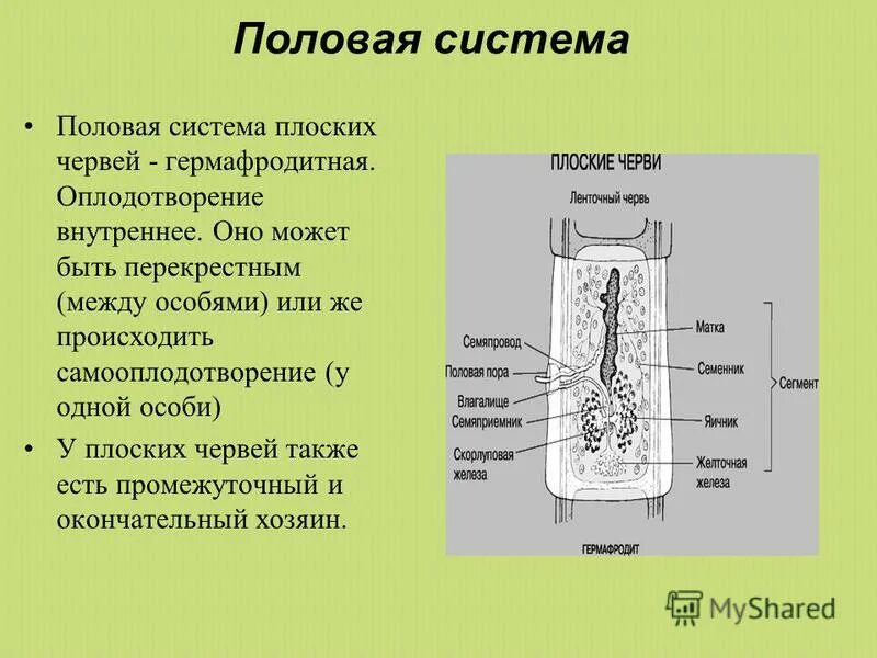 Половая система плоских червей мужские железы. Половая система плоских червей строение. У червей есть половая система. Половая система плоских червей. Половая схем плоских червей.