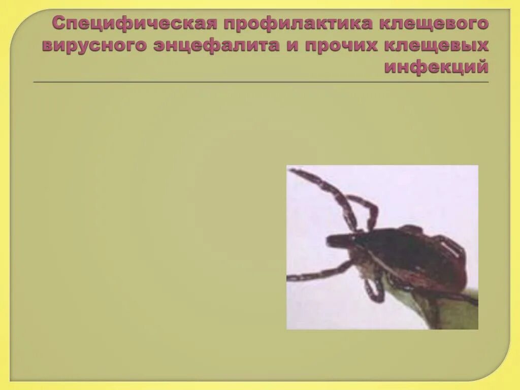 Памятка о клещ энцефалите. Энцефалит переносят клещи. Укус инциф клещевой энцефалит. Клещевой вирусный энцефалит. Таежный энцефалитный клещ.