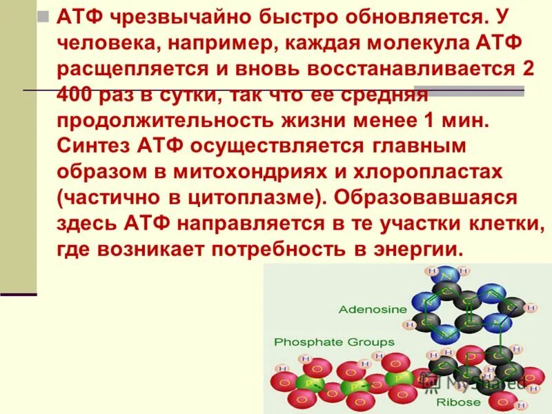Продуктом является атф. АТФ презентация. АТФ расщепляется. Роль АТФ В жизнедеятельности клеток. Синтез молекул АТФ.