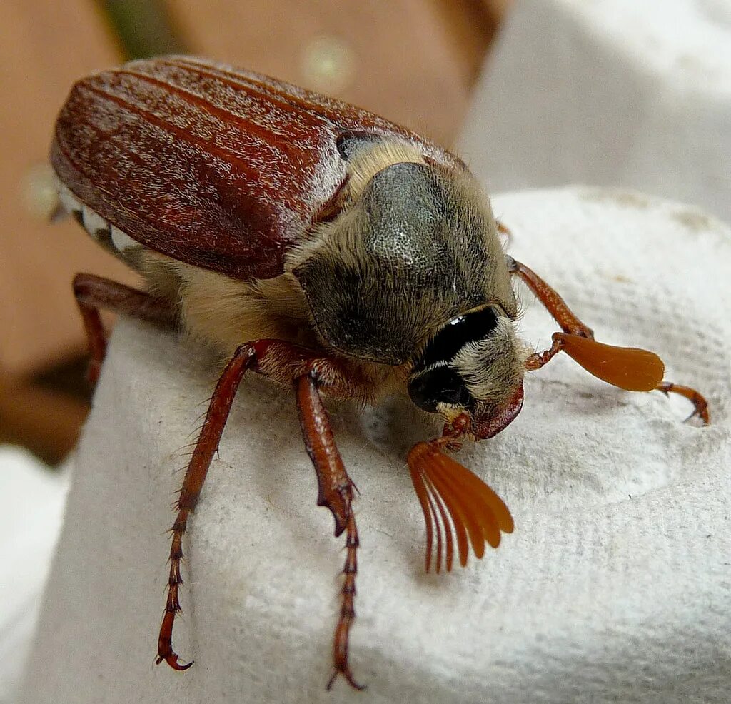 May bug