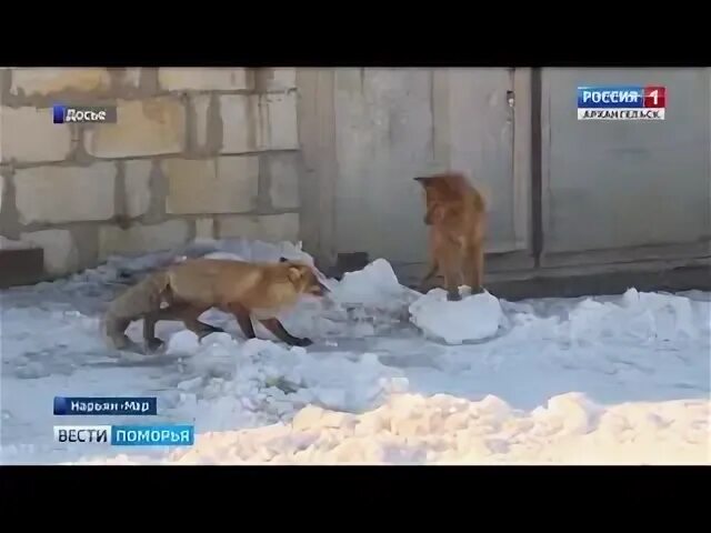 Воркута бездомные животные. Пвс нарьян-мар бездомные животные. отлов собак г. нарьян-мар. фото животных из приюта в нарьян-маре. кириши бездомные животные.