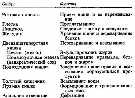 Замкнутая пищеварительная система характеристика