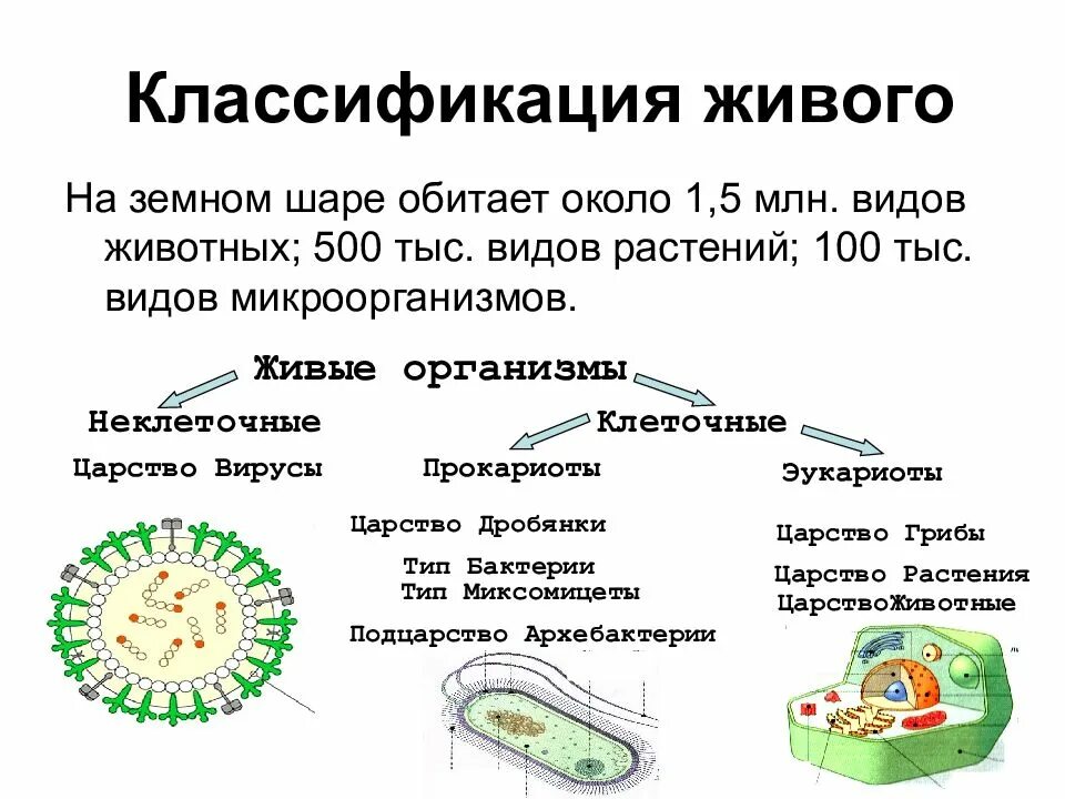 Прокариоты вирусы бактерии