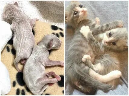 Через сколько у котят открываются
