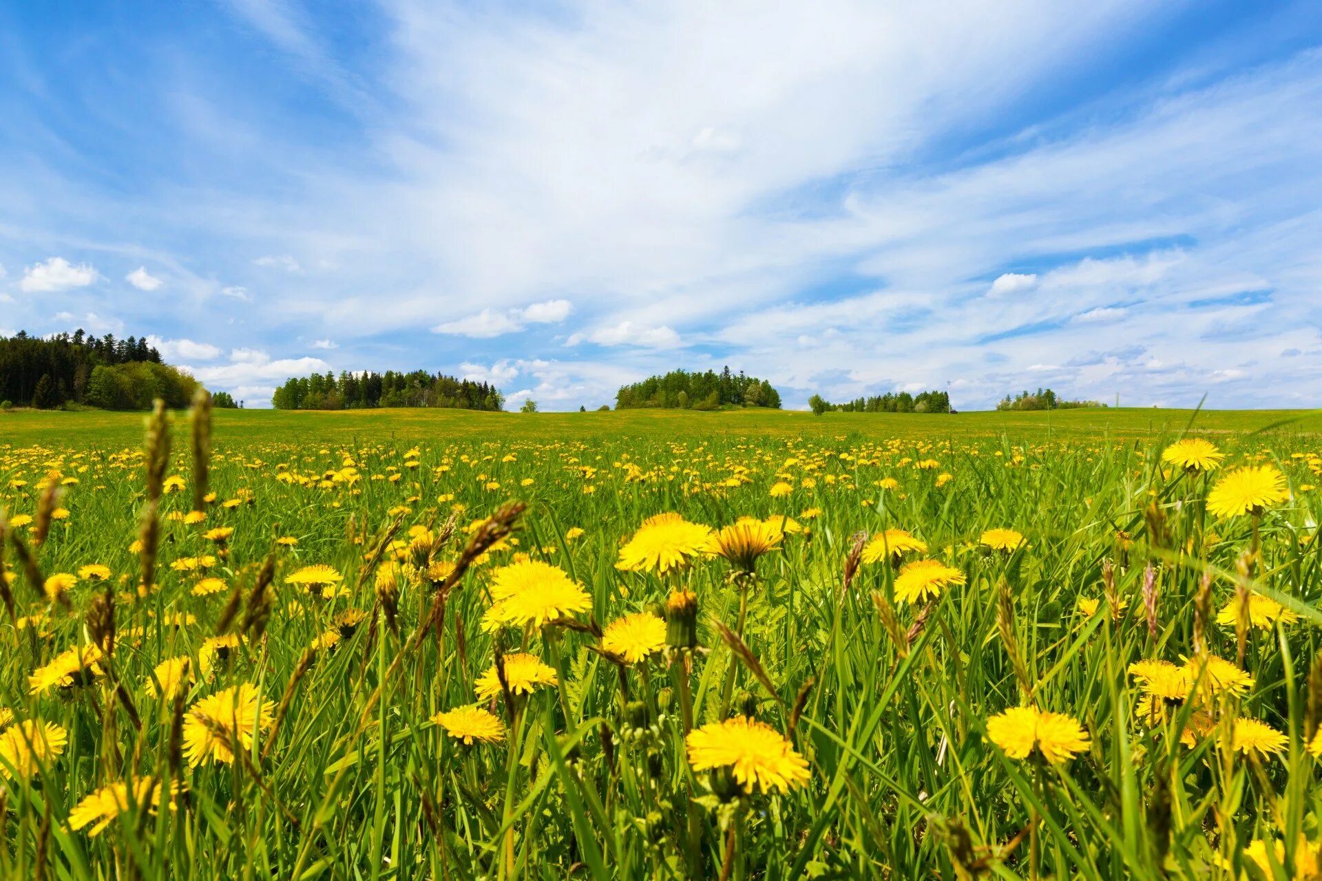 Dandelion field