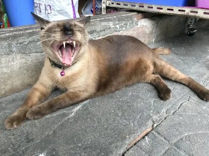 Коте челюсти