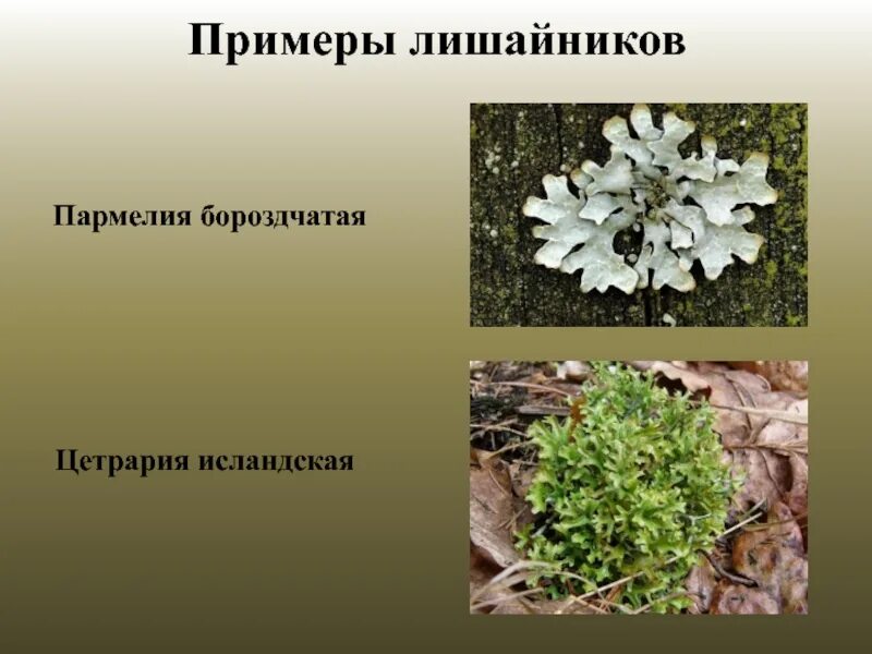 Пармелия бороздчатая. Трава лишайник пармелия. Лишайник цетрария Исландская. Пармелия бороздчатая (Parmelia sulcata). Примеры грибов лишайников
