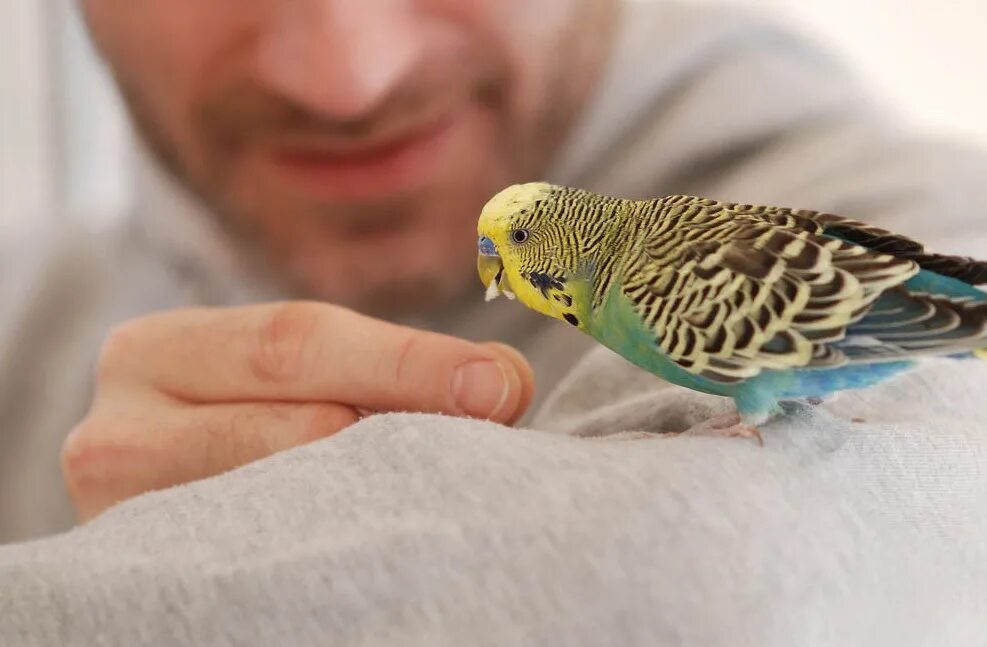 попугая научили. говорящий волнистый попугай. ручной волнистый попугай. волнистый попугай лимонный. попугая научили.