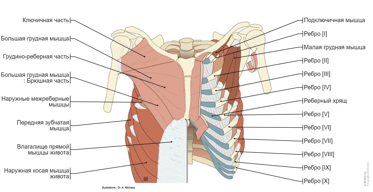 Органы под правой грудью. Передняя грудная стенка топографическая анатомия. Послойное строение передней грудной стенки. Топография передней грудной стенки. Послойное строение грудной области.