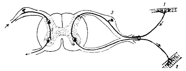 Трехнейронная рефлекторная дуга. Трехнейронная рефлекторная дуга схема. Двухнейронная рефлекторная дуга схема. Схема трехнейронной рефлекторной дуги.