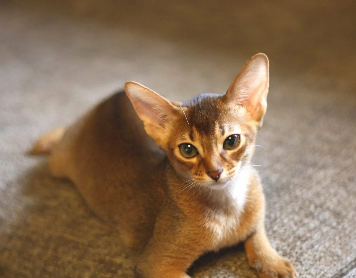 Кот породы абиссинец. Абиссинская Ориентальная кошка. Эфиопская кошка абиссинец. Абиссинская кошка голубая.