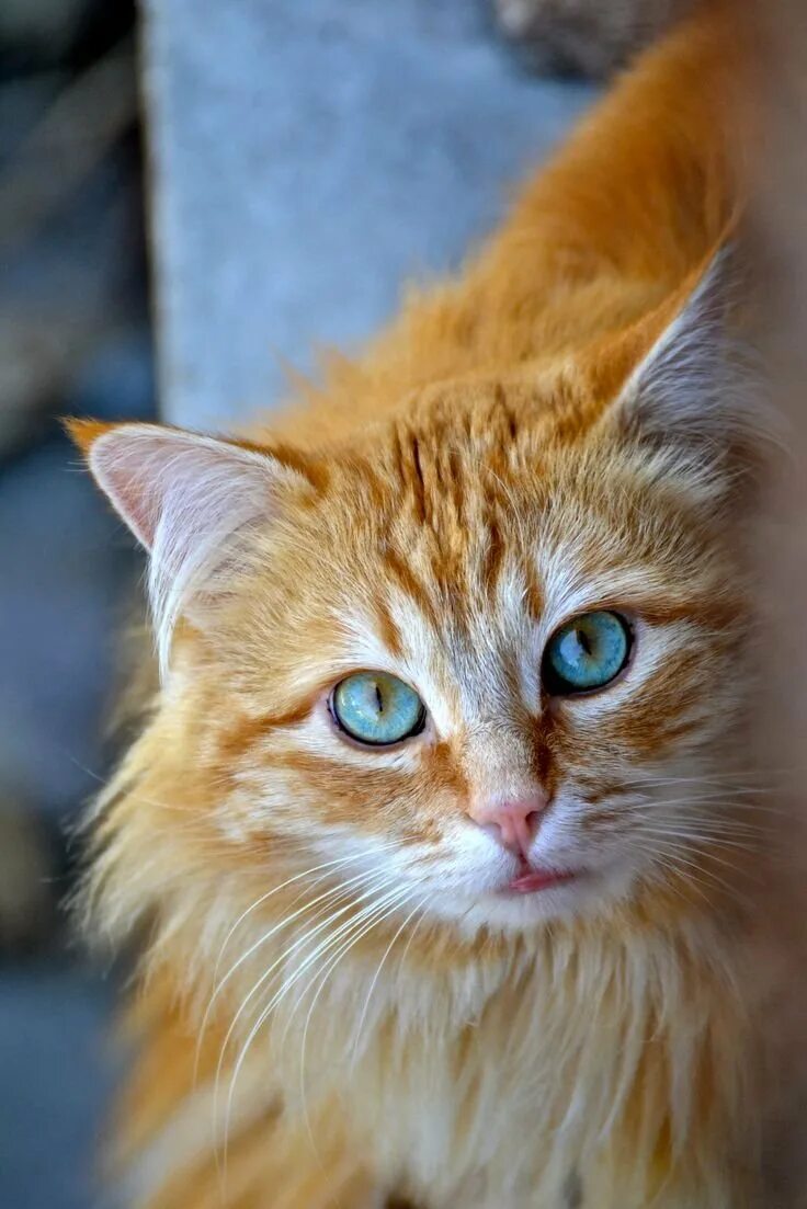 Желтого рыжего кота