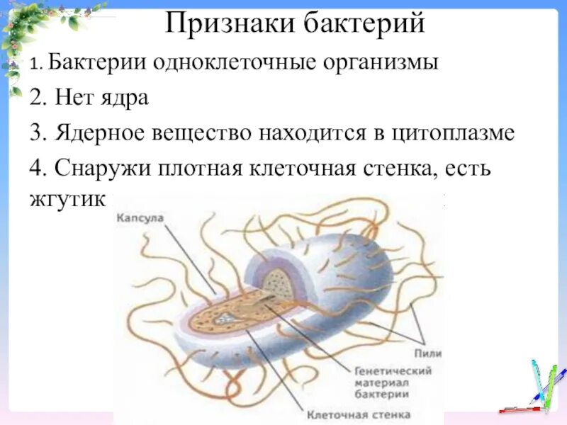 Каковы особенности строения и жизнедеятельности. Признаки строения бактерий. Признаки бактерий 5 класс биология. Основные признаки бактерий 5 класс биология. Строение признаки царства бактерий.