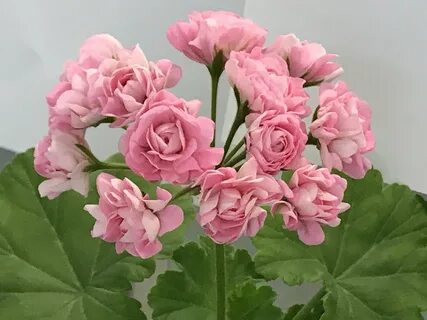 Герань виды
