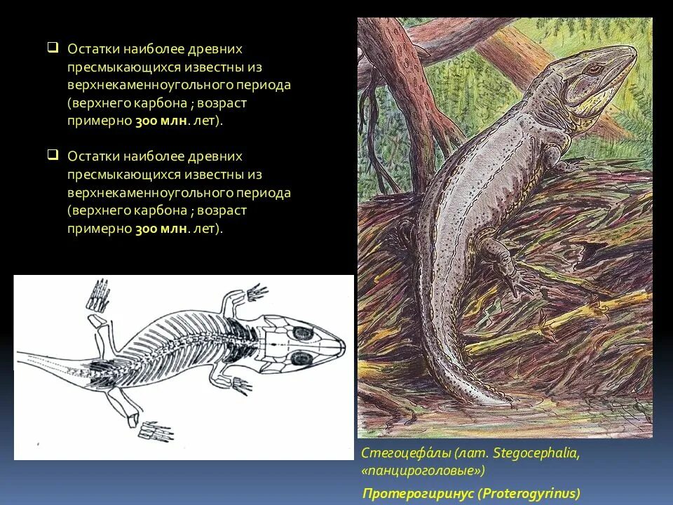 Предки современных рептилий. Древние пресмыкающиеся. Предки пресмыкающихся были. Рептилии каменноугольного периода. Предки пресмыкающихся были древние.