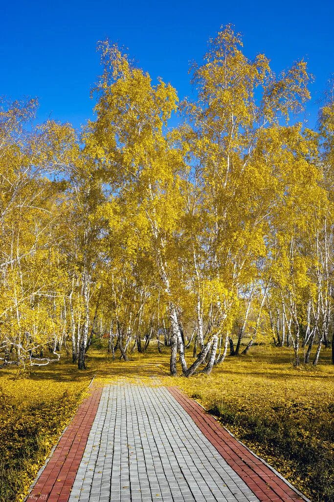 Пожелтели березки. Золотая береза Алтай. Береза осенью. Береза осень. Золотая осень березы.