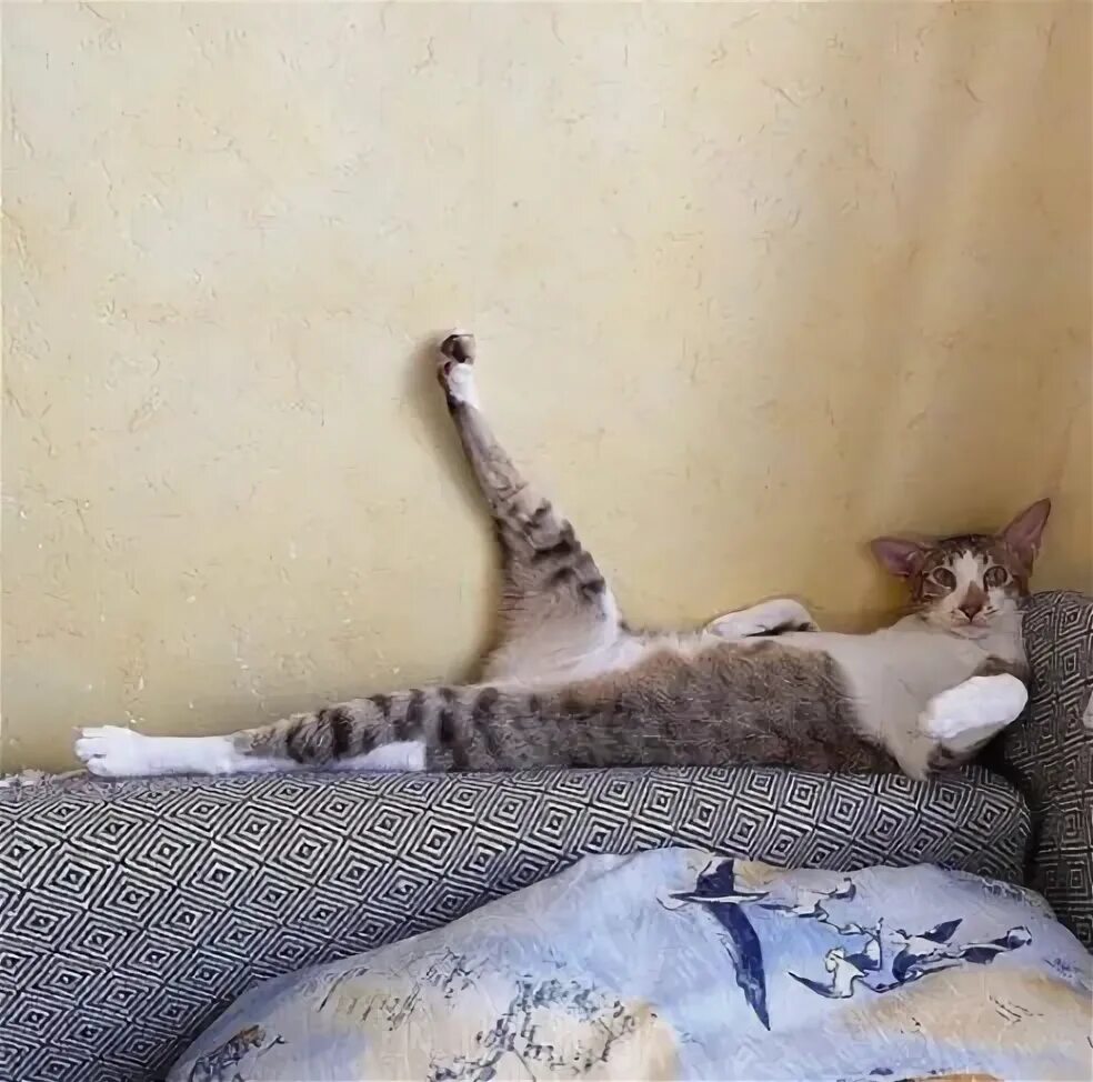 Мем хоба с котом С Праздником милые дамы.. Хоба))