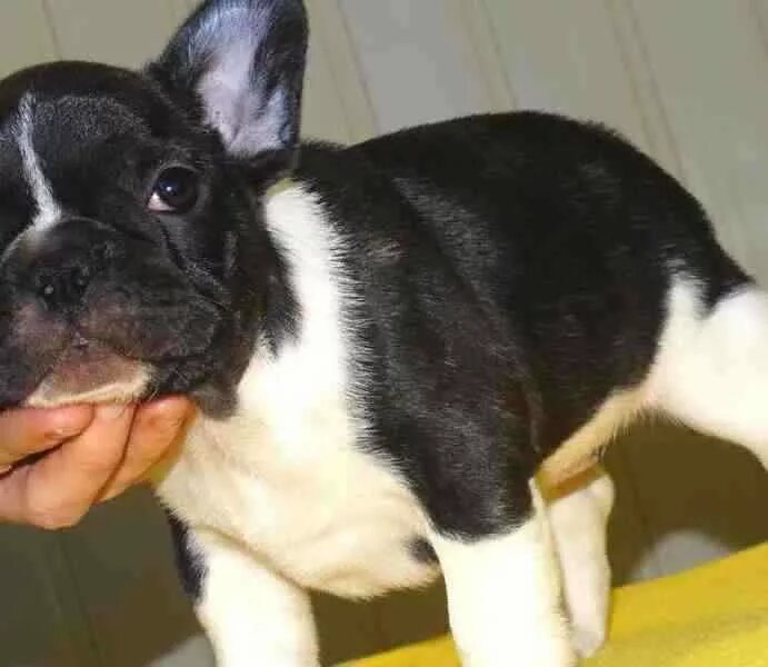 Ркф английский бульдог. Английский бульдог 616093901301069. Бульдог пермь. Английский бульдог мальчик. Английский бульдог пермь фото.