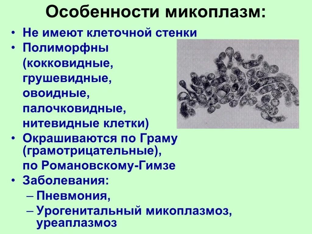 Микро особенность. Микоплазмы особенности строения. Микоплазма морфология микробиология. Прокариоты микоплазмы. Микоплазмы возбудители.