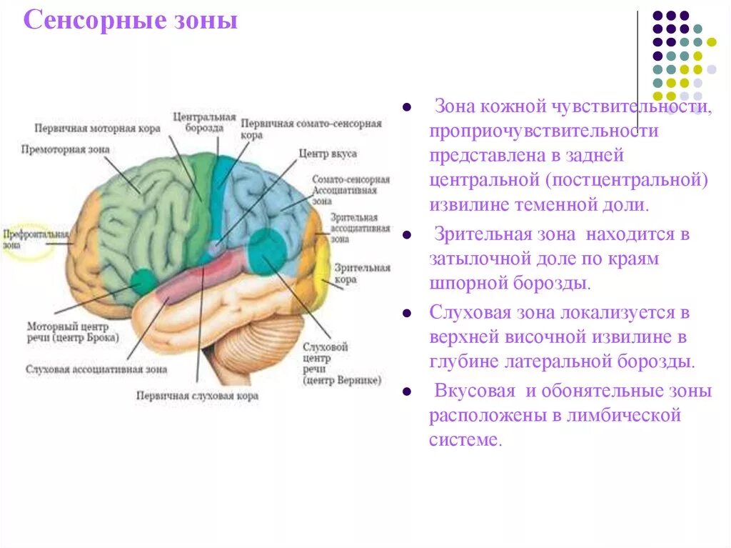 Двигательная зона коры мозга. Зоны коры головного мозга сенсорная моторная ассоциативная. Сенсорная зона коры головного мозга функции. Проекционные сенсорные зоны коры головного мозга находятся. Сенсорные области коры большого мозга (проекционные поля)..