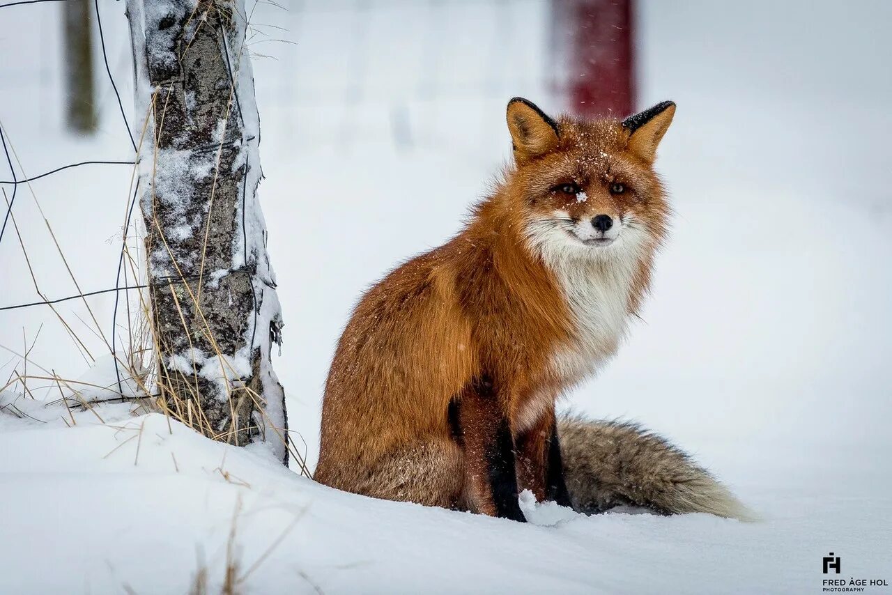 Most fox. Локи Лис. Скандинавская рыжая лисица. Локи лисица. Лиса Локки животное.