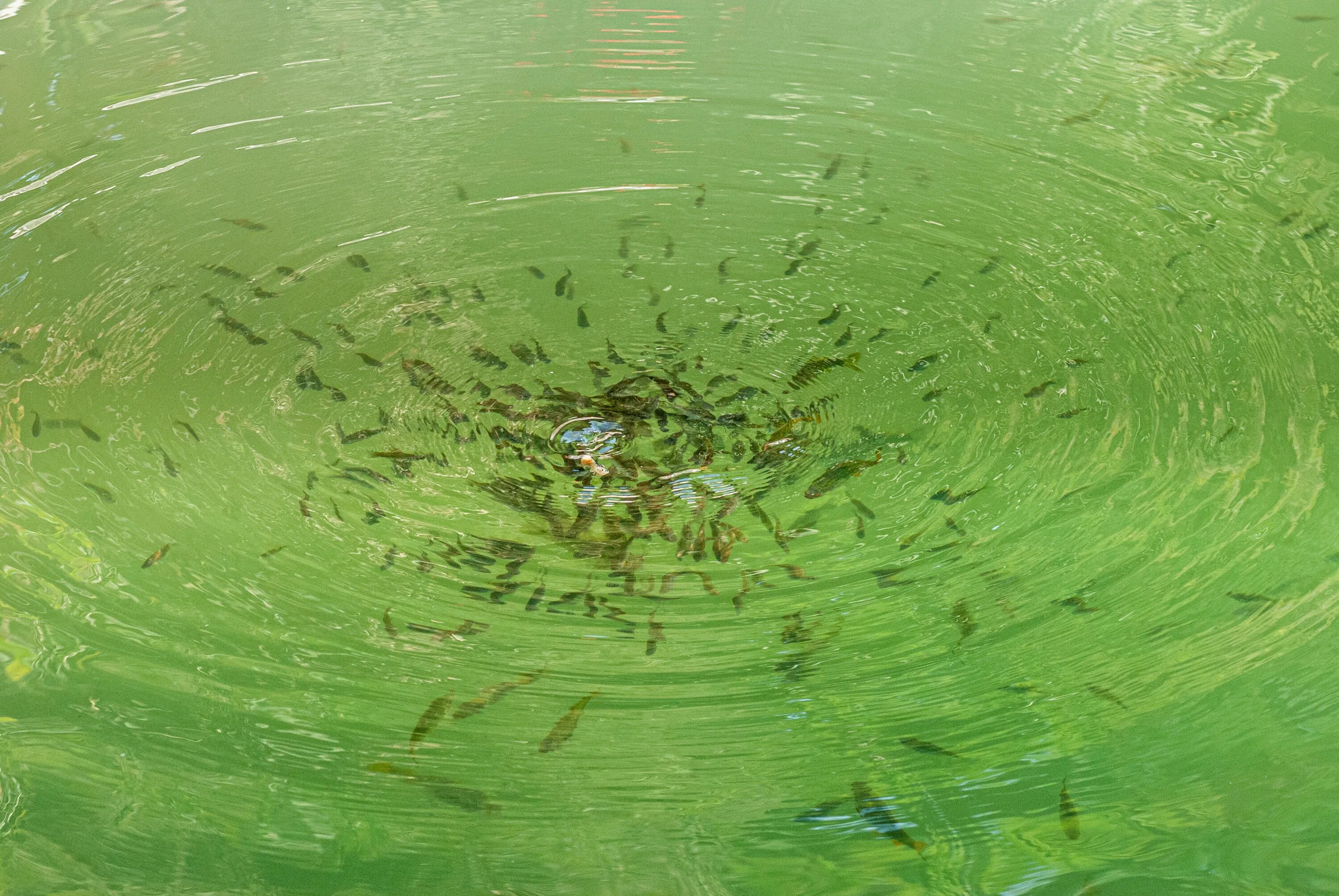 Зеленая вода. Зеленая вода картина. Зеленый водяной. Ярко зеленая вода в озере. Зеленые воды в легких