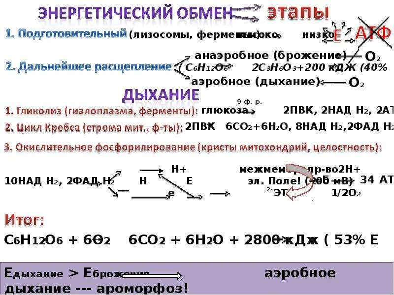 Подготовительный этап окисления. Схема процесса биологического окисления. Общее уравнение биологического окисления. Реакции биологического окисления. Стадии биологического окисления.