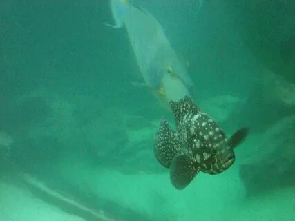 Poison tree grouper