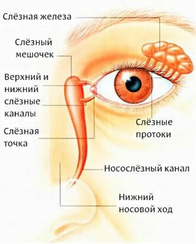 Строение слезной железы