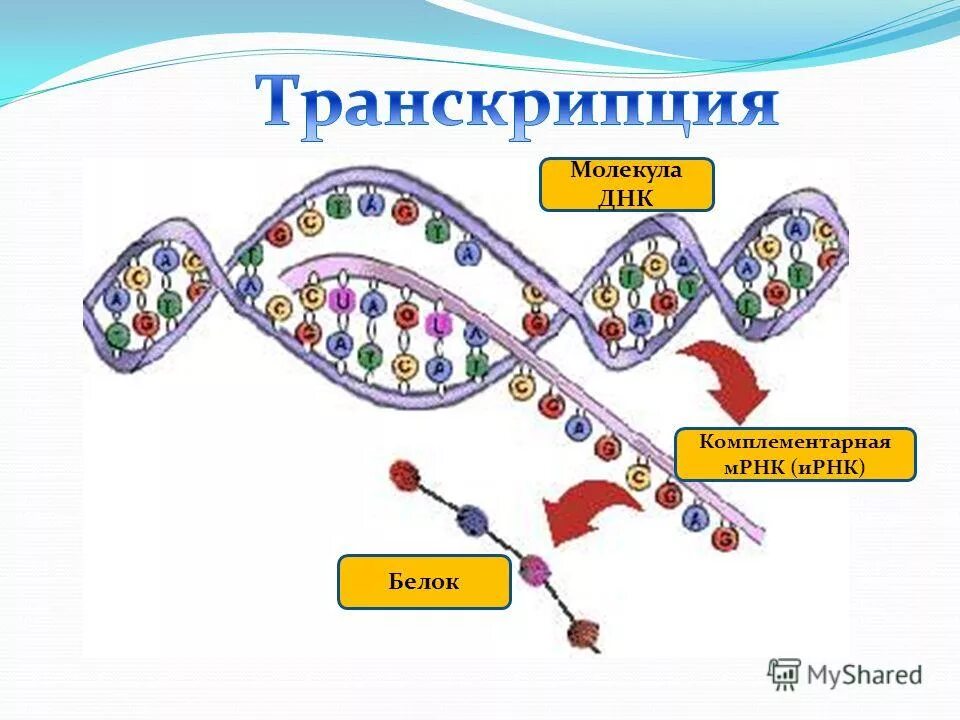 транскрипция биология синтез белков. комплементарное соединение нуклеотидов днк. принцип комплементарности днк. принцип комплементарности днк и рнк. принцип комплементарности нуклеотидов.